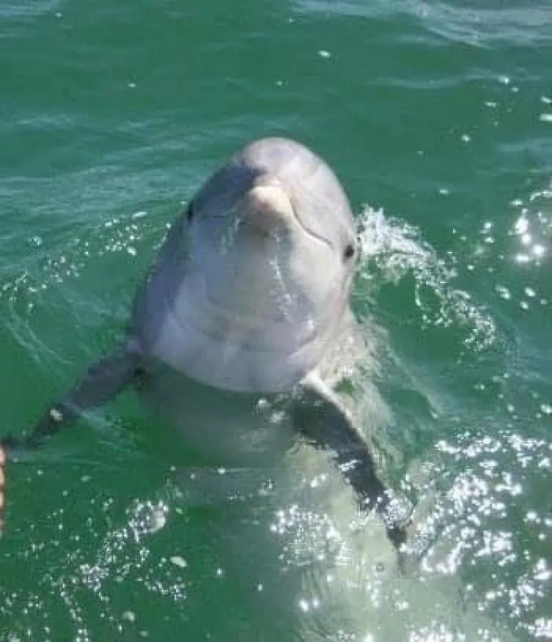Sunbird 0208E 'Dolphin Watch' Villa Panama City Beach